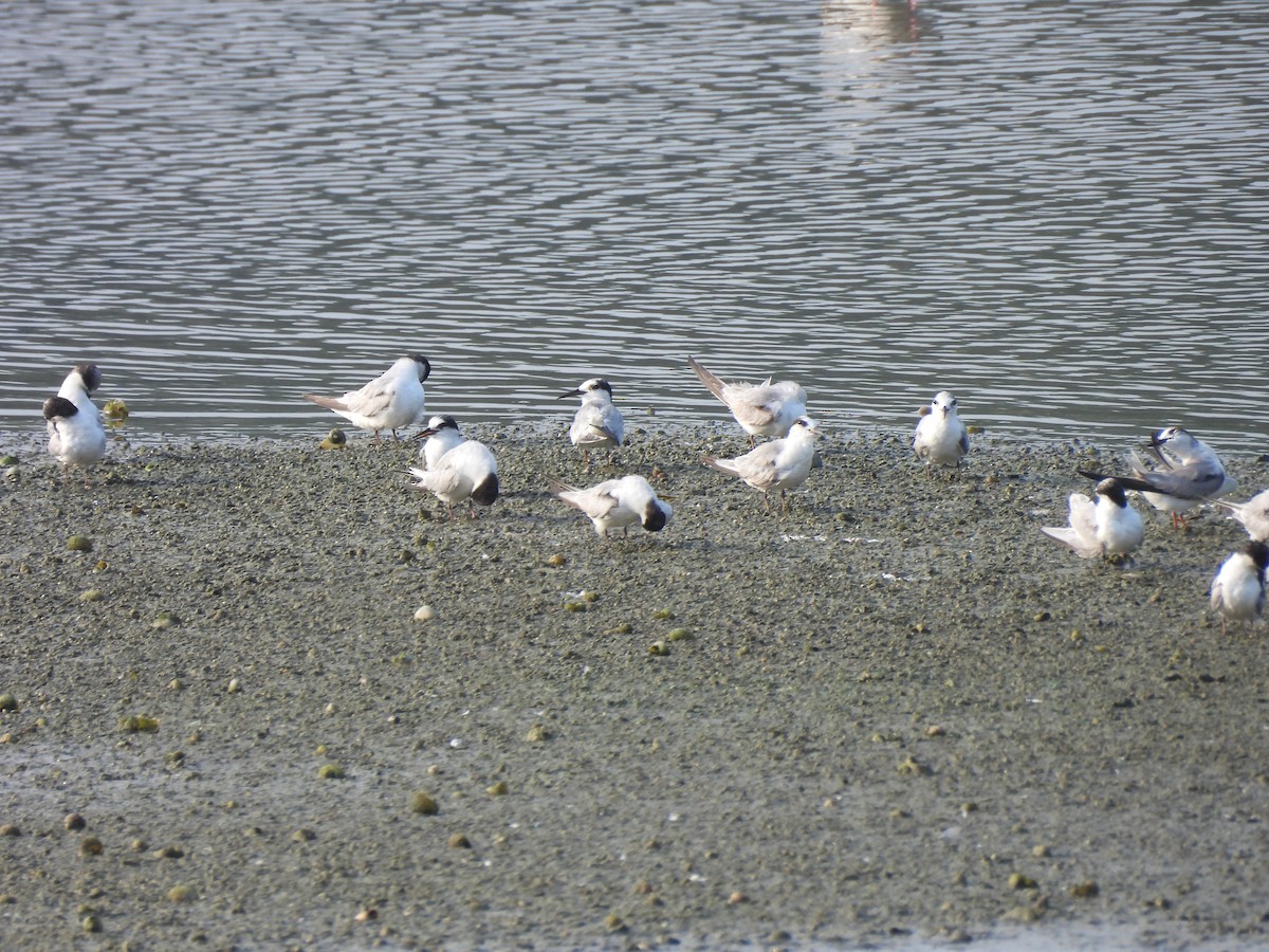 מירומית לבנת-לחי - ML646284521