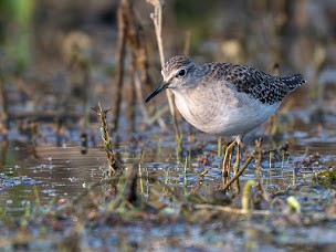 ביצנית מנומרת - ML646284522