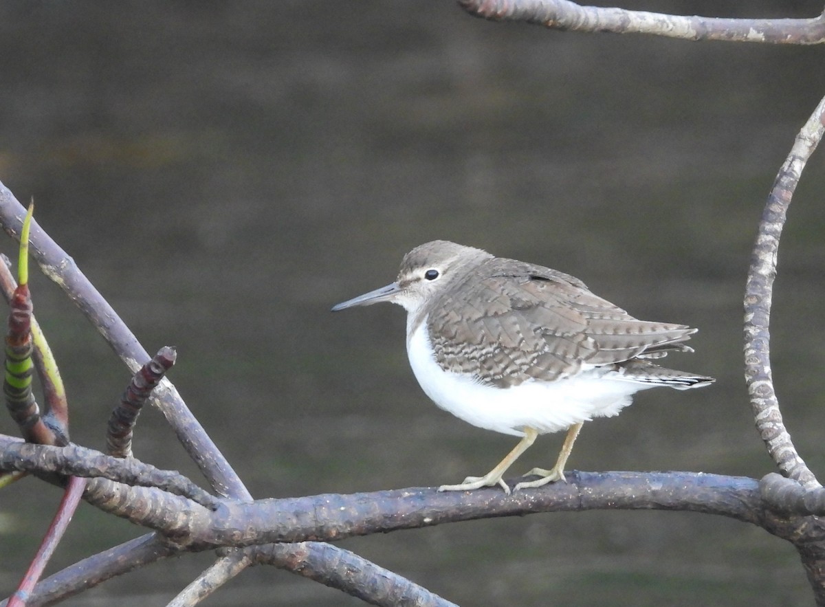 ביצנית לבנת-בטן - ML646284523