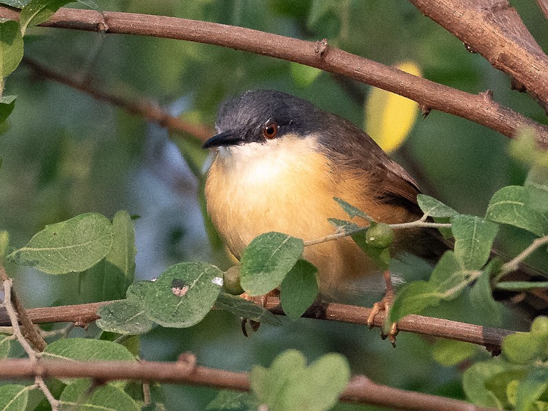 Ashy Prinia - ML646284524
