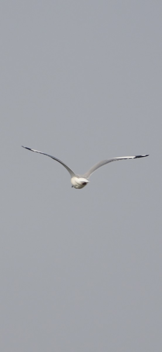 שחף חום-ראש - ML646284525