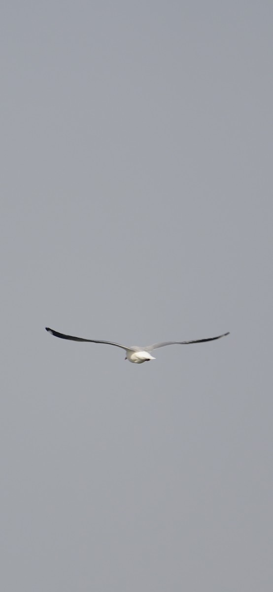 שחף חום-ראש - ML646284526