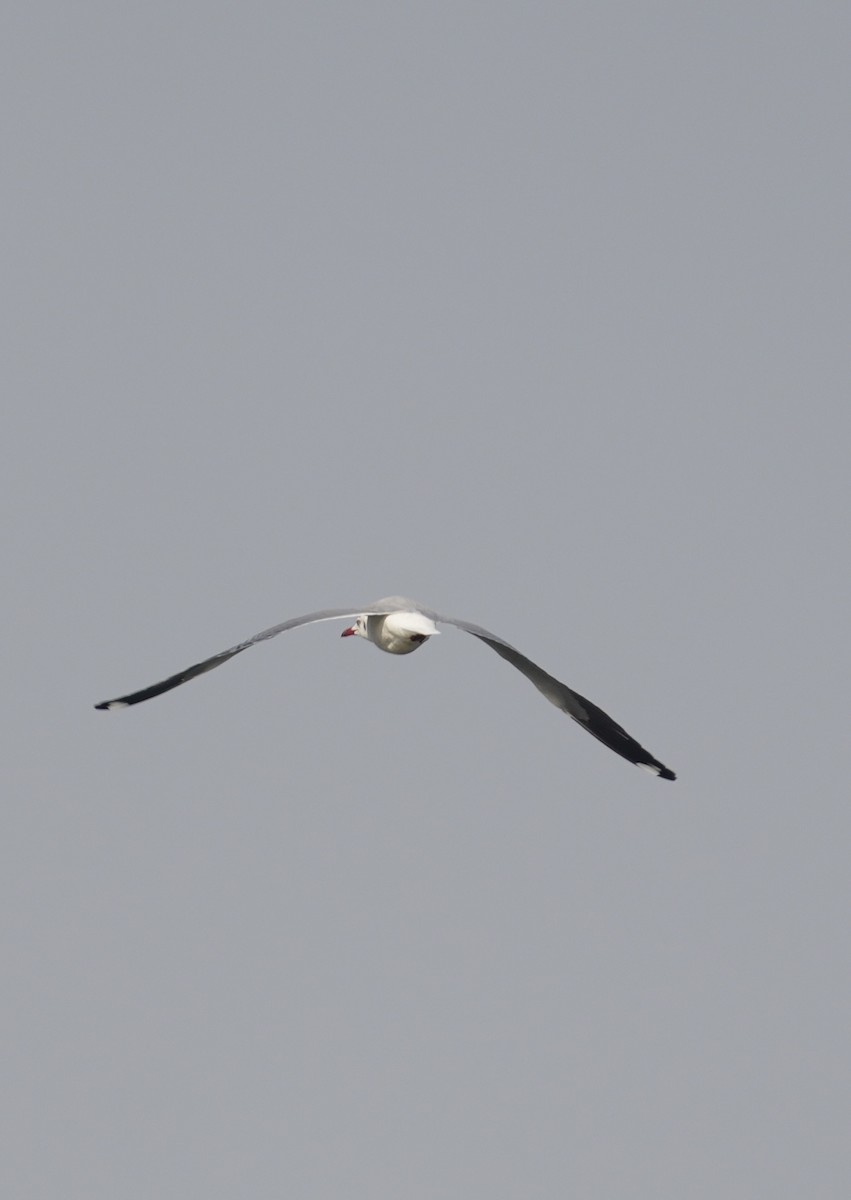 שחף חום-ראש - ML646284527