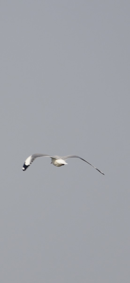 שחף חום-ראש - ML646284528