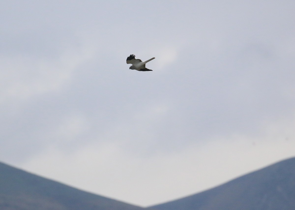 זרון תכול - ML646284529