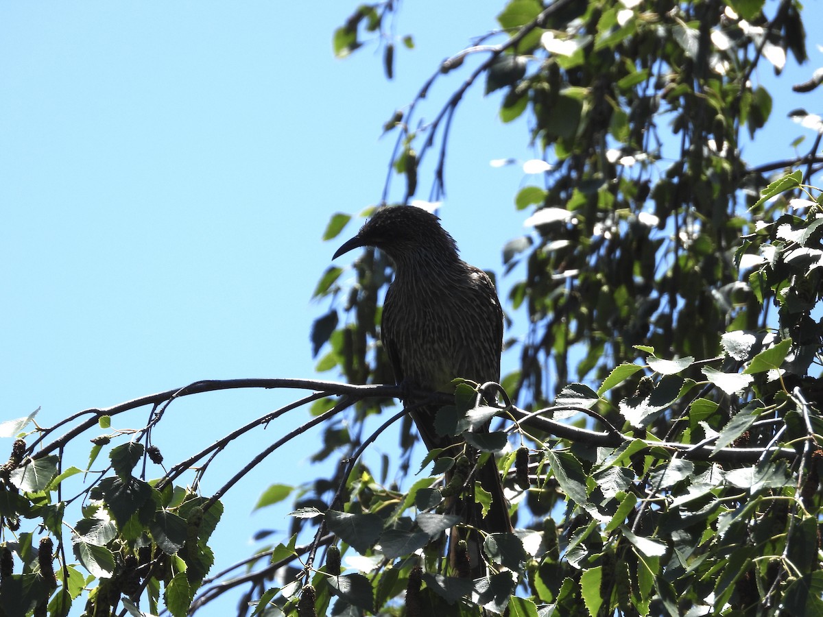 Little Wattlebird - ML646284530
