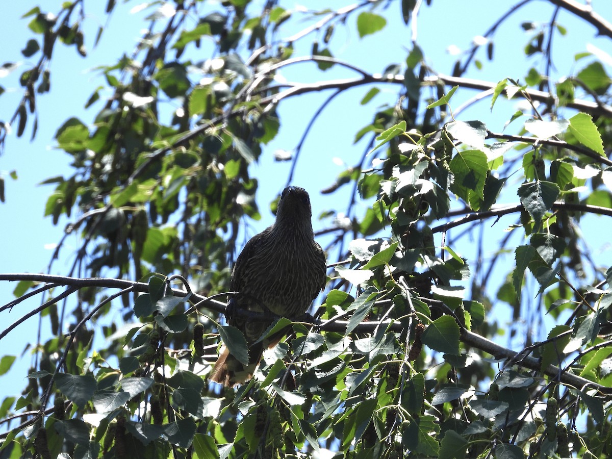 ハイガシラミツスイ - ML646284531