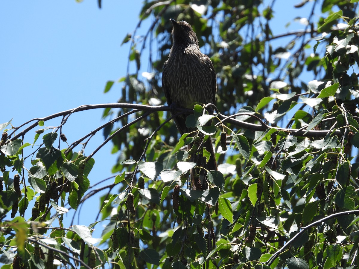 ハイガシラミツスイ - ML646284532