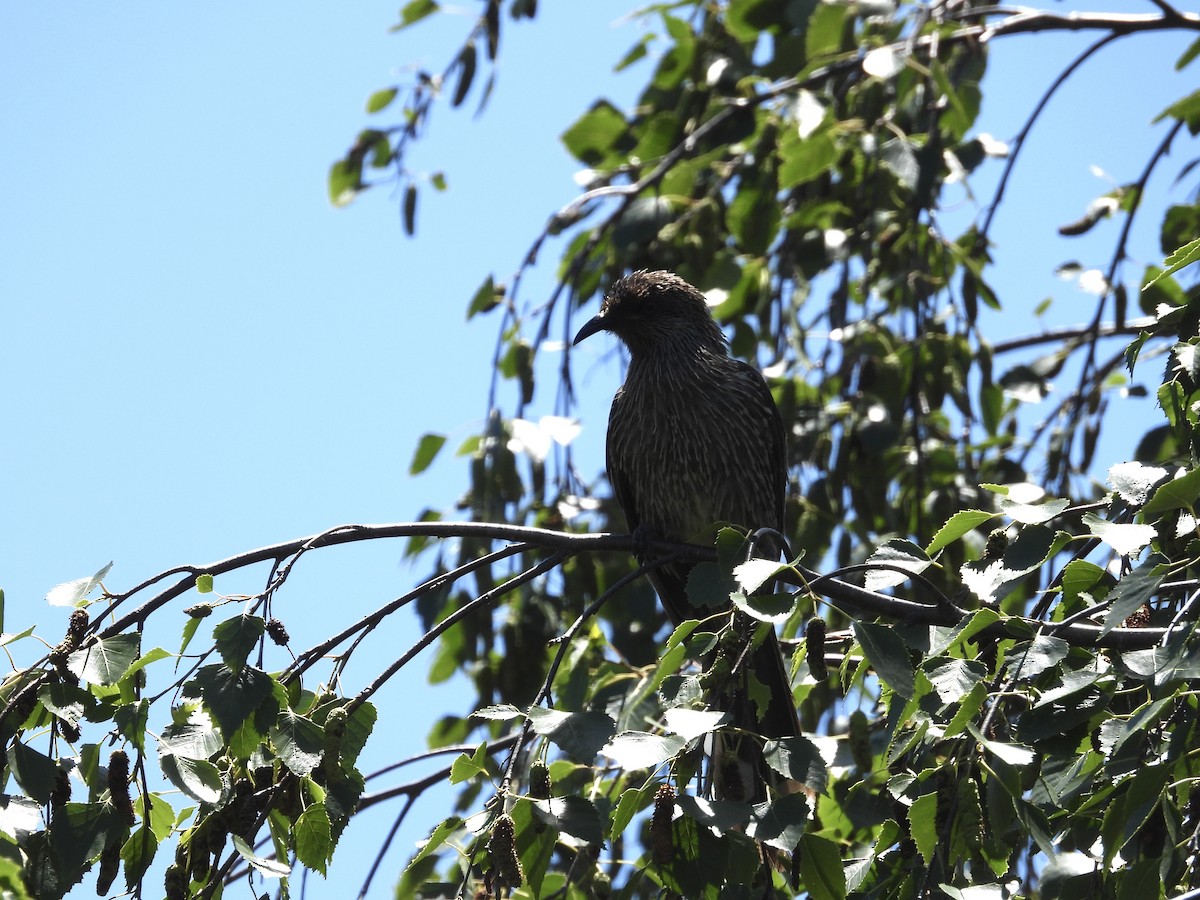 ハイガシラミツスイ - ML646284533