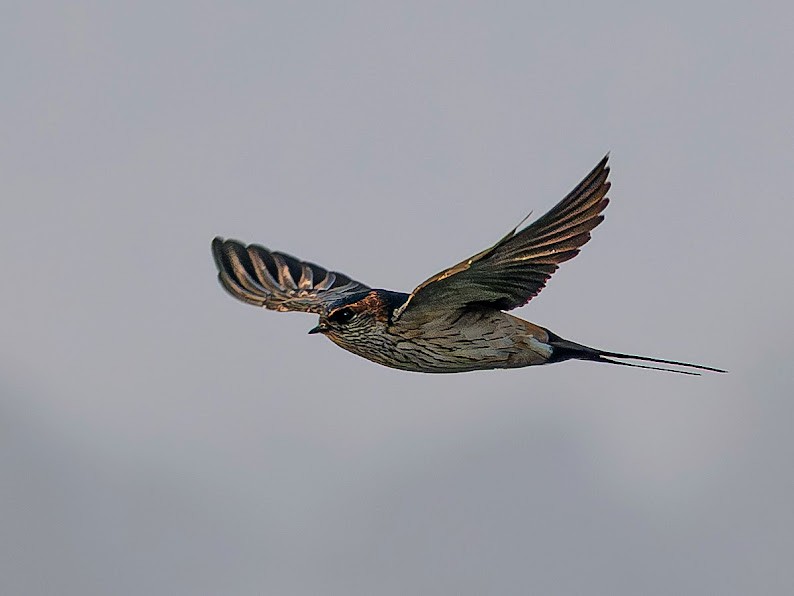 סנונית מערות מזרחית - ML646284534