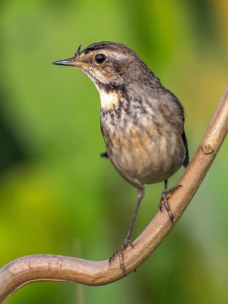 オガワコマドリ - ML646284535