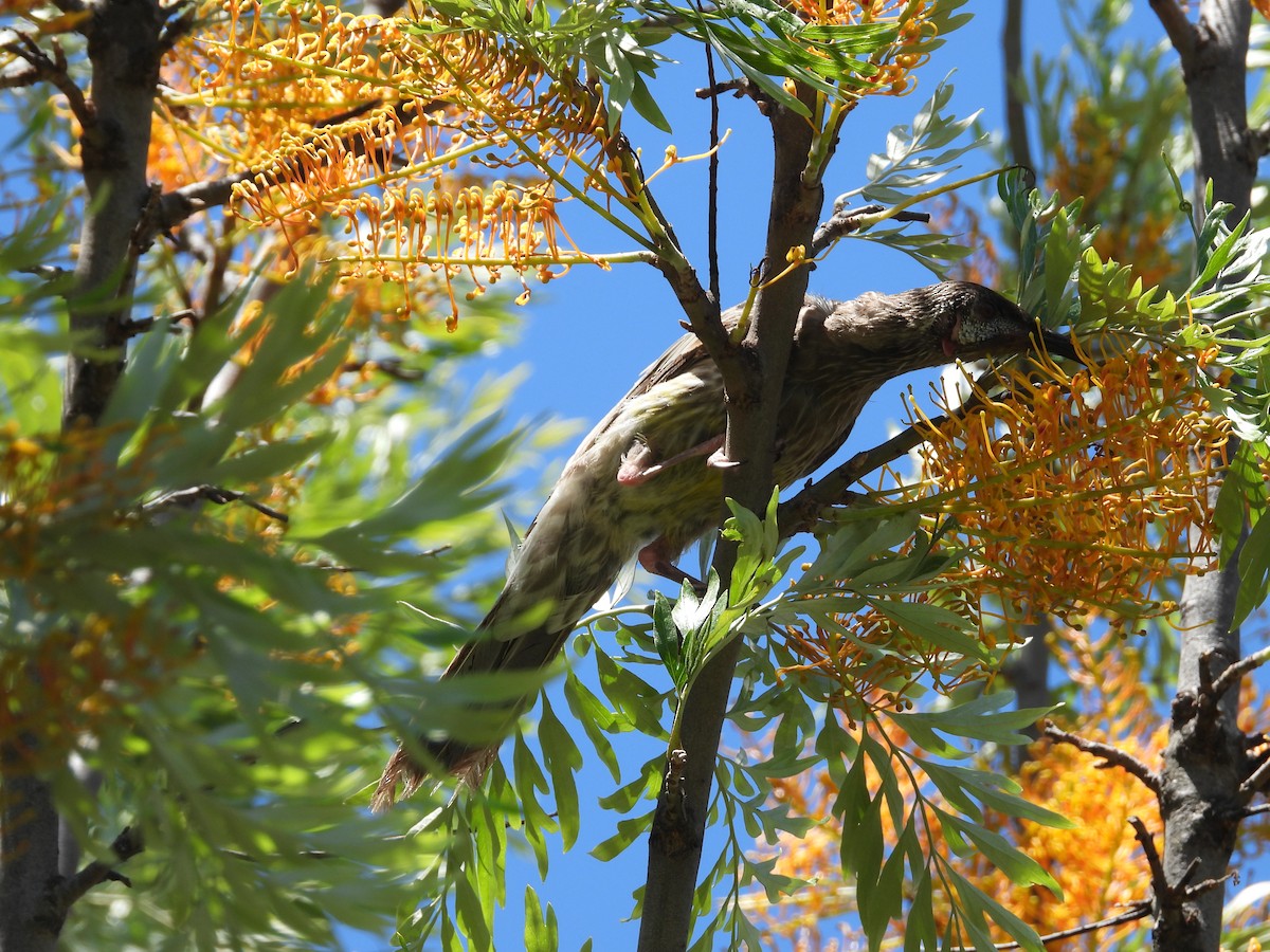 アカミミダレミツスイ - ML646284536