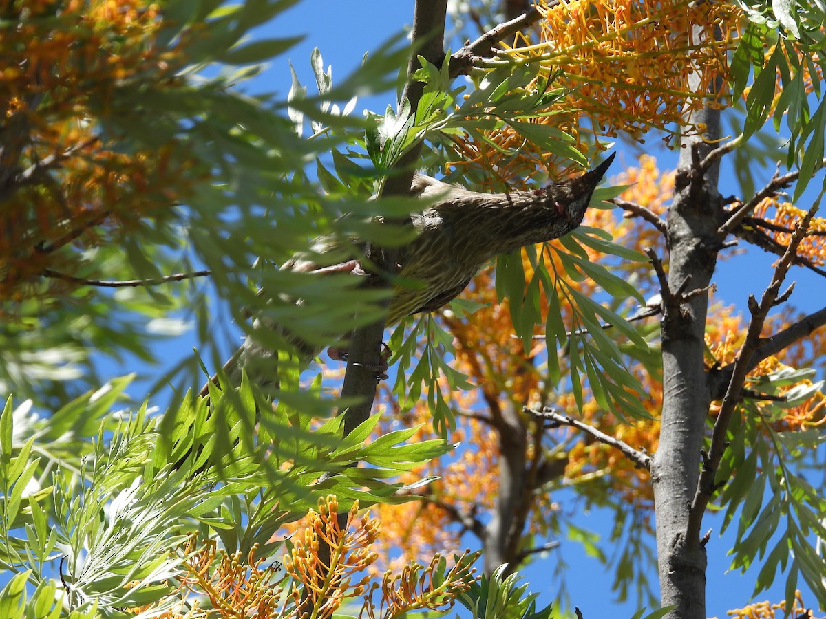 アカミミダレミツスイ - ML646284537