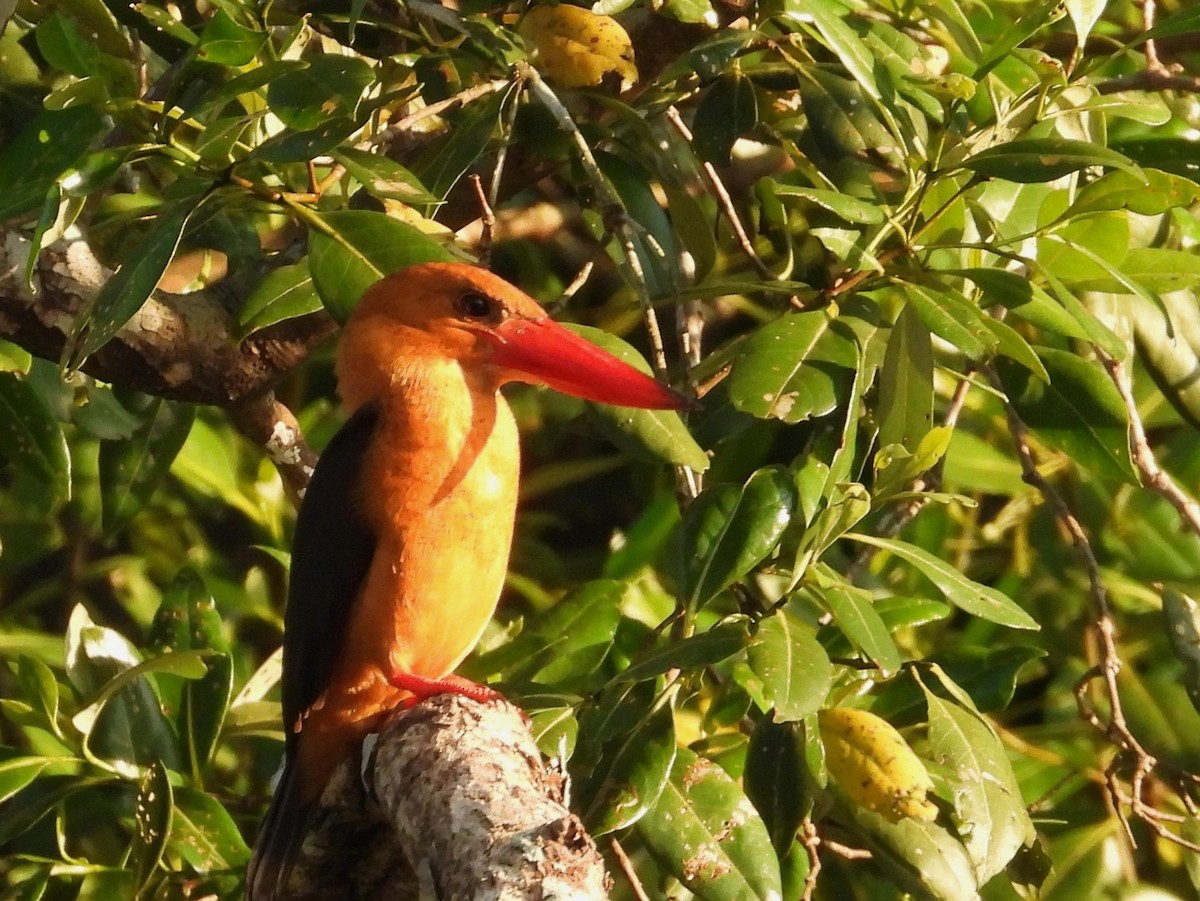 チャバネコウハシショウビン - ML646284538