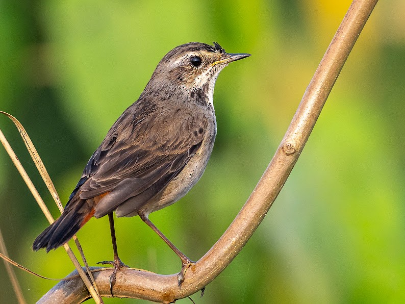 オガワコマドリ - ML646284540