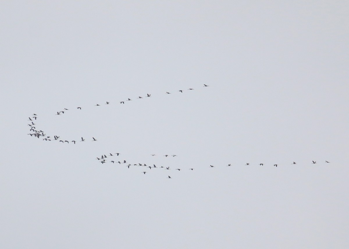 クロヅル - ML646284541