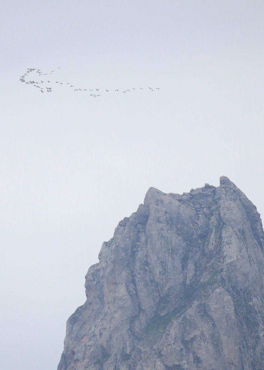 クロヅル - ML646284542