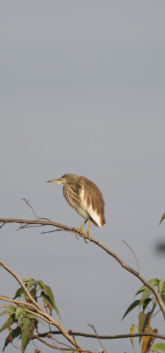 インドアカガシラサギ - ML646284545