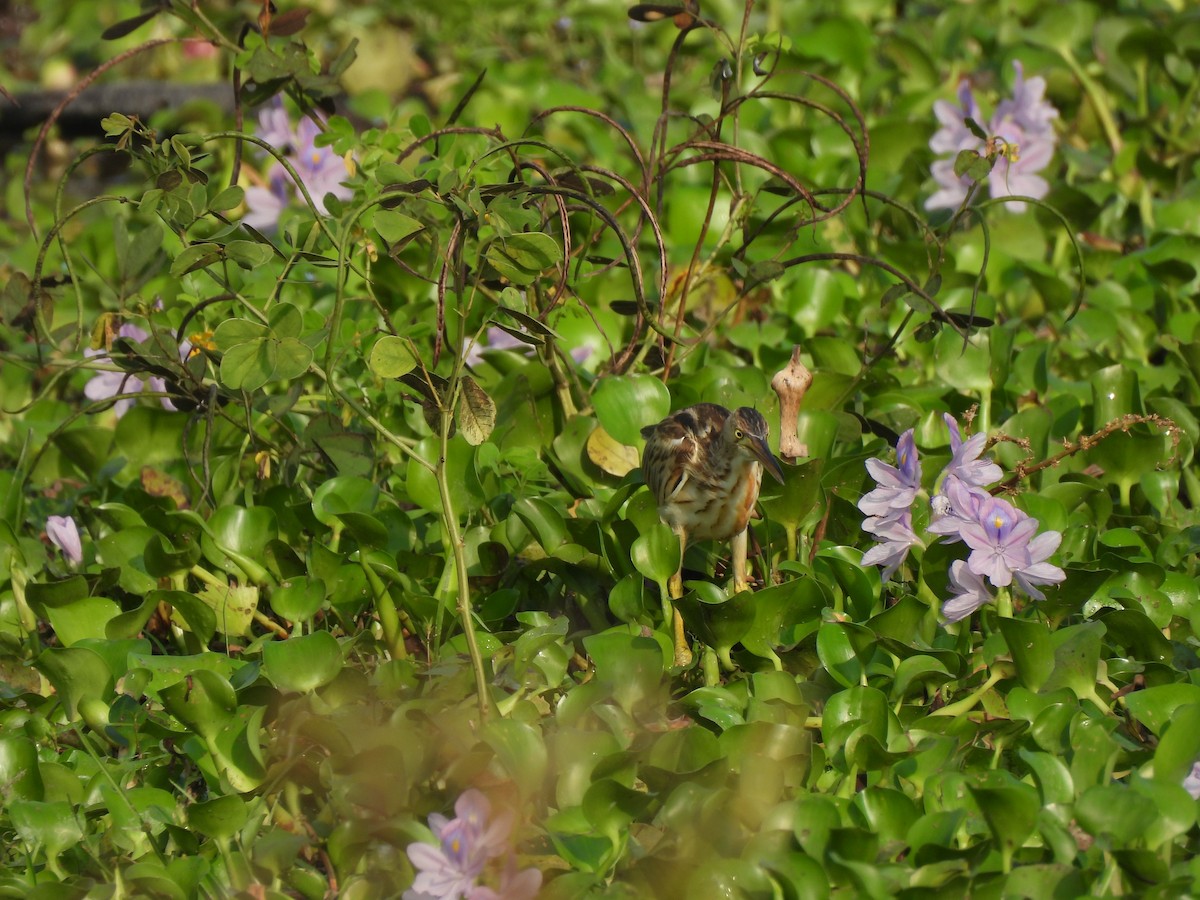 ヨシゴイ - ML646284547