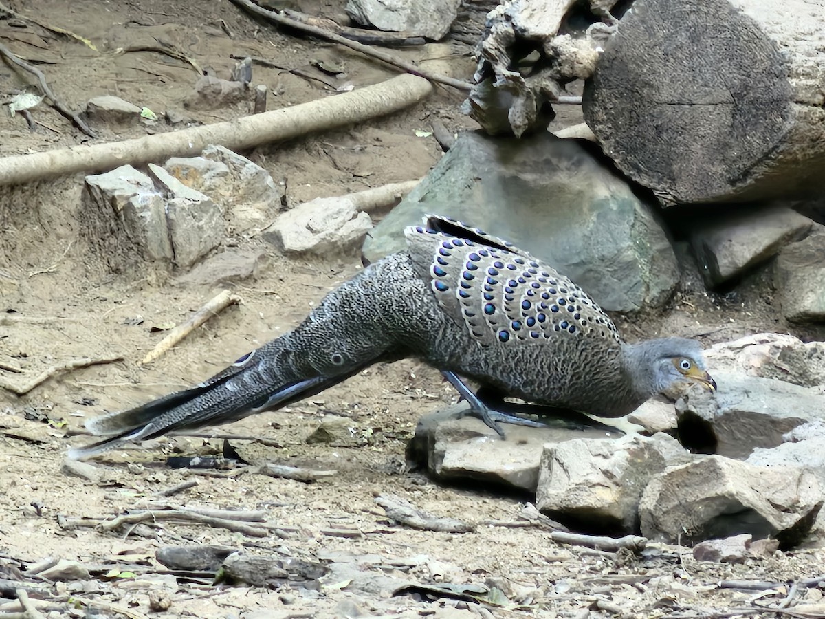 コクジャク - ML646284548