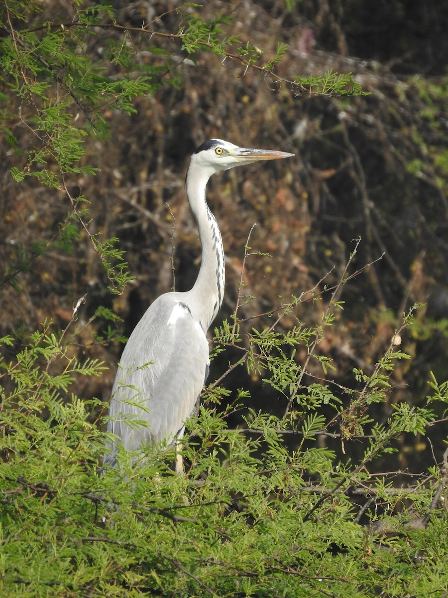 アオサギ - ML646284551