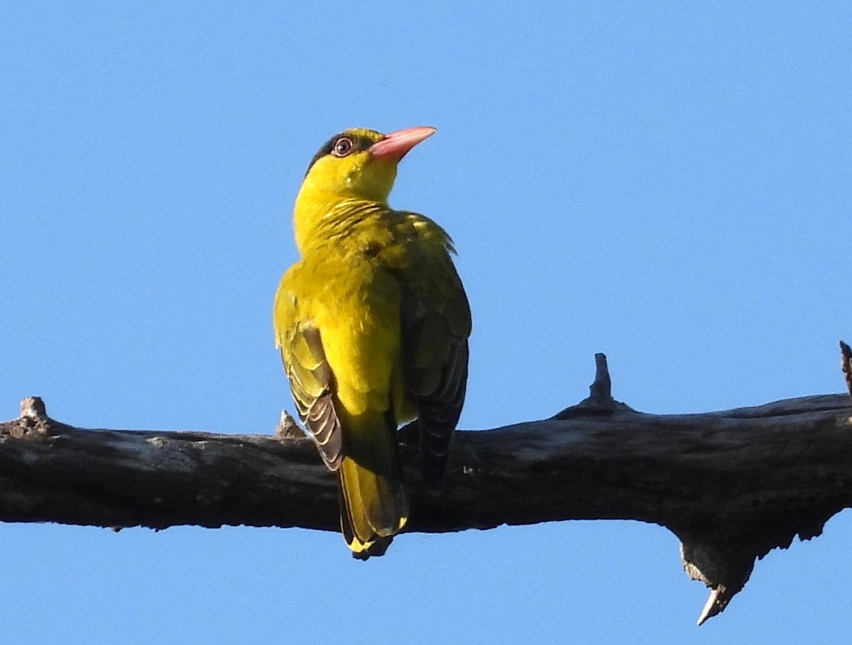 コウライウグイス - ML646284554