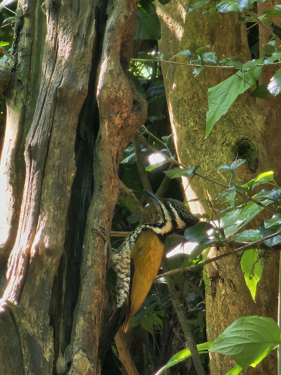 ズアカミユビゲラ - ML646284555