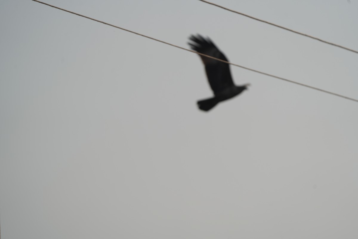 シロガシラトビ - ML646284556