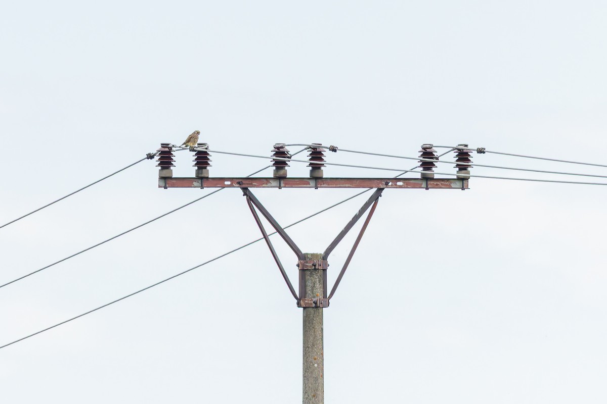 チョウゲンボウ - ML646284557