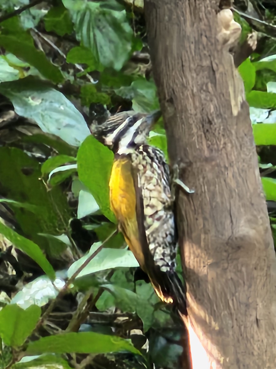 Common Flameback - ML646284560
