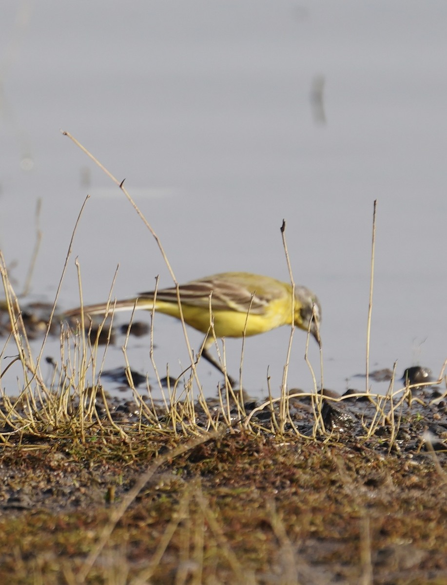 ニシツメナガセキレイ - ML646284562