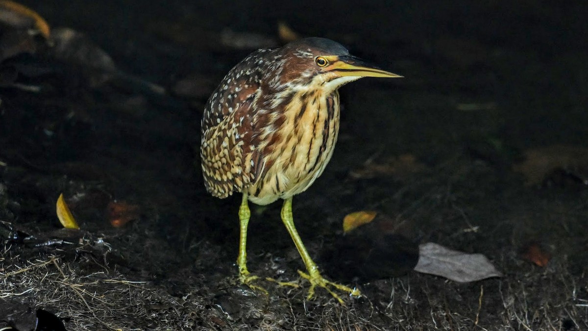 オオヨシゴイ - ML646284563