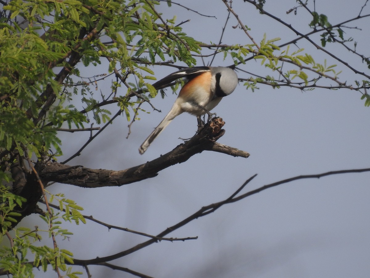 Pie-grièche à bandeau - ML646284565