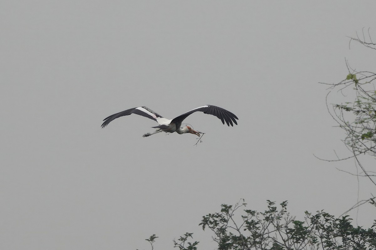 Tantale indien - ML646284566