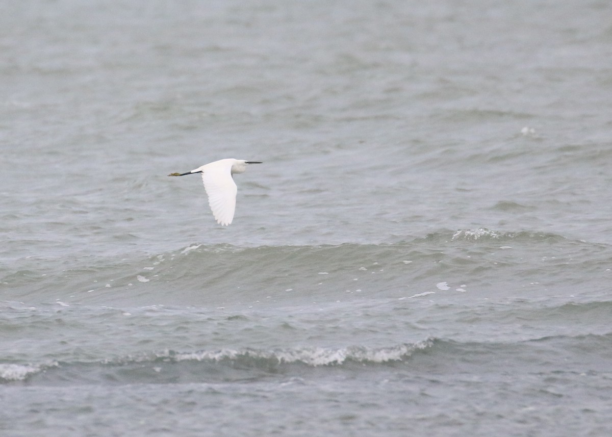 Aigrette garzette - ML646284567