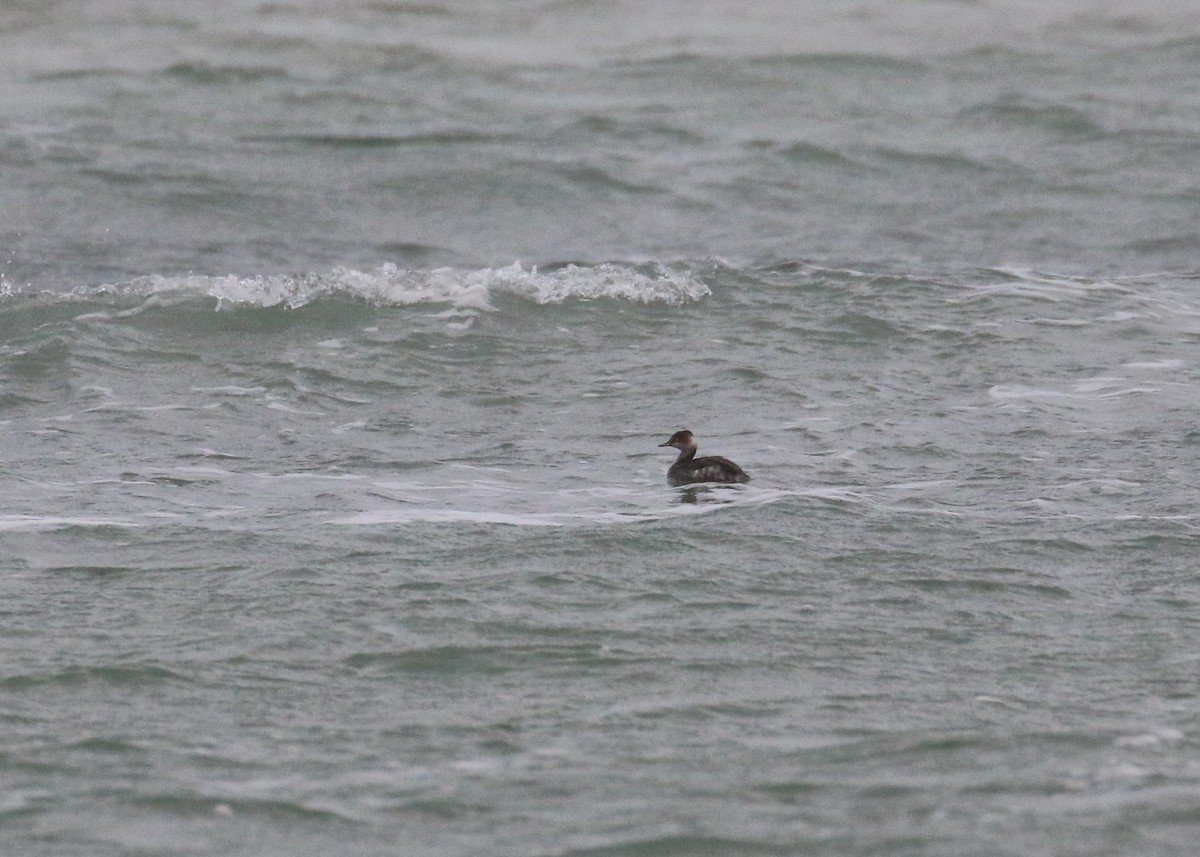 Grèbe à cou noir - ML646284569