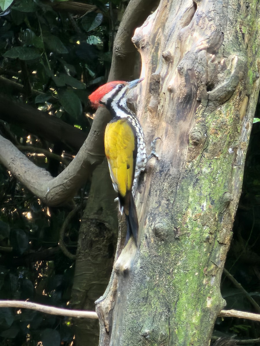 Pic à dos rouge - ML646284570