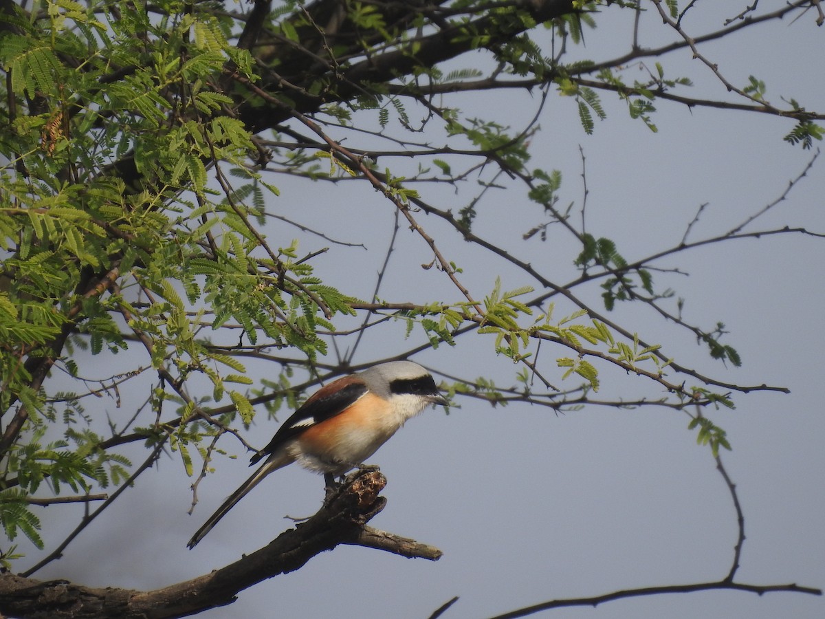 Pie-grièche à bandeau - ML646284571