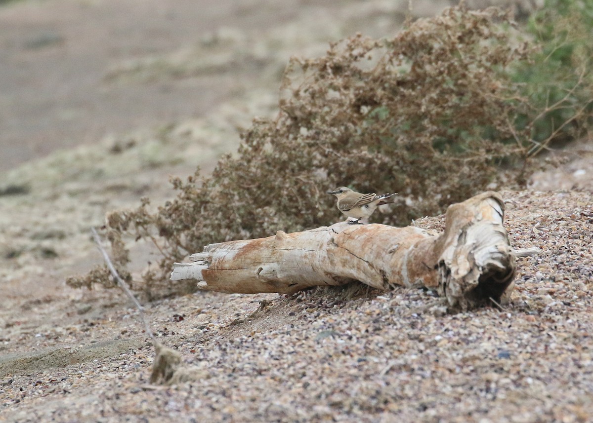 Traquet motteux - ML646284572