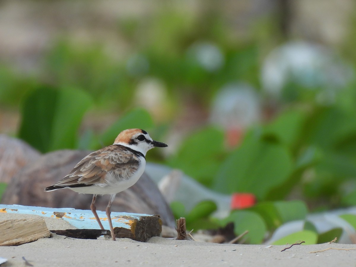 Pluvier de Péron - ML646284573