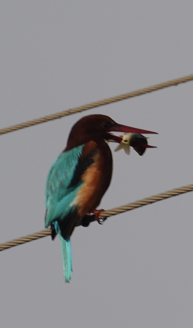 Martin-chasseur de Smyrne - ML646284574