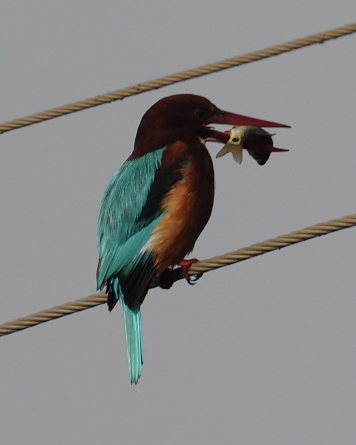 Martin-chasseur de Smyrne - ML646284576