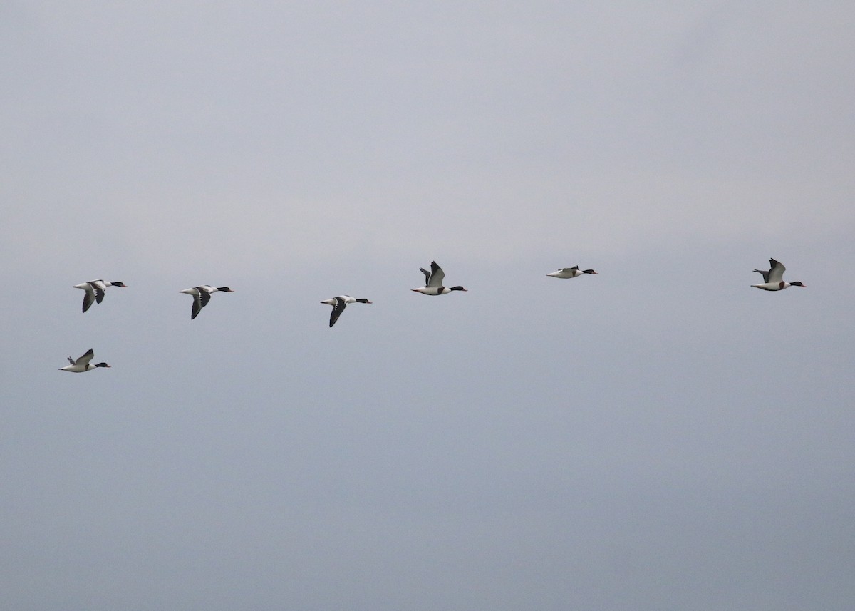 Tadorne de Belon - ML646284577