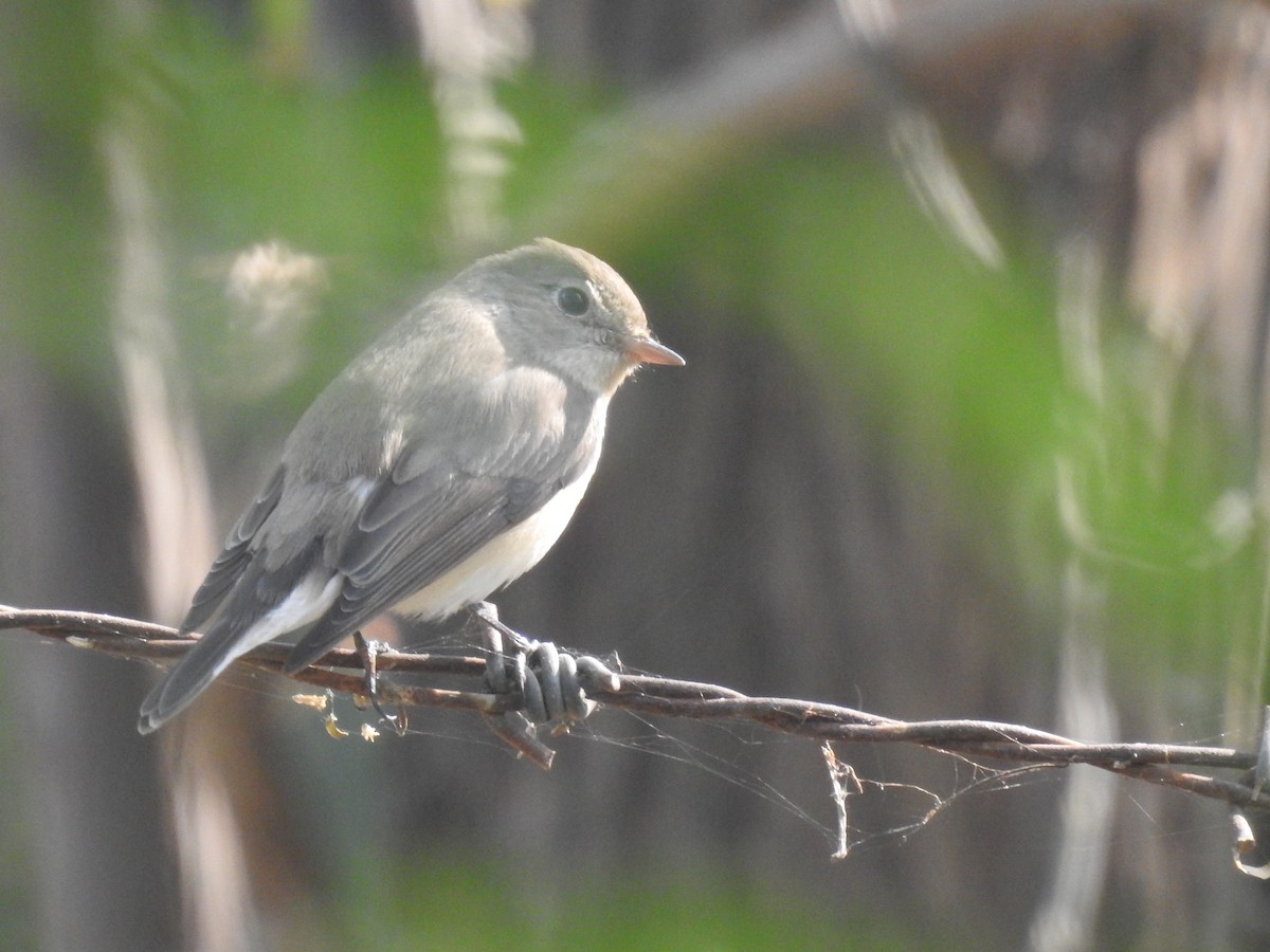 Gobemouche nain - ML646284578