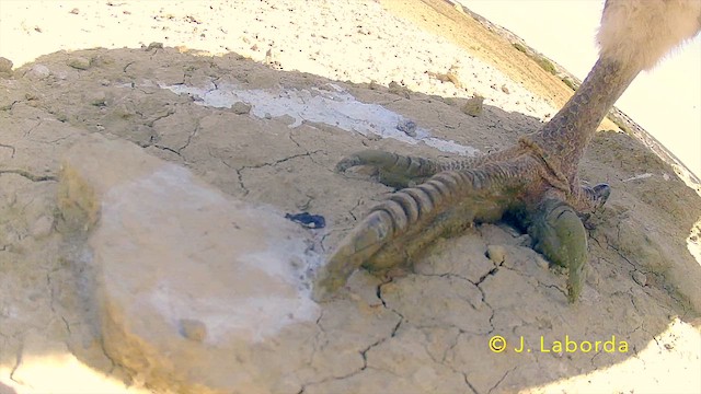 Eurasian Griffon - ML646284581