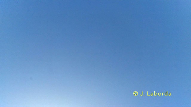 Eurasian Griffon - ML646284583