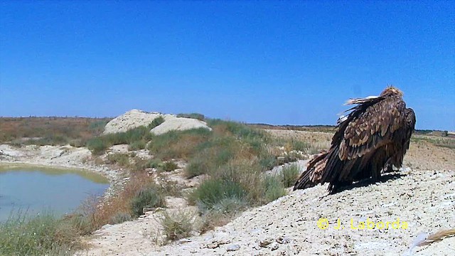 Eurasian Griffon - ML646284584