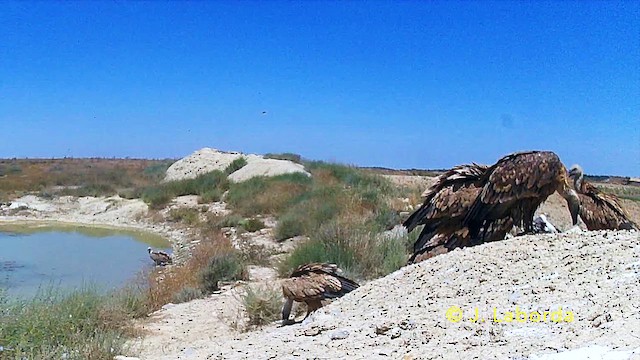 Eurasian Griffon - ML646284585