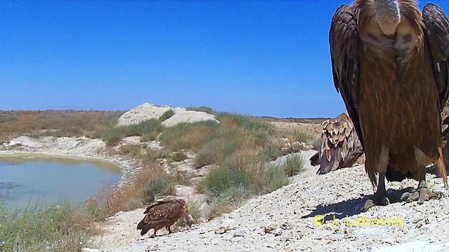 Eurasian Griffon - ML646284586