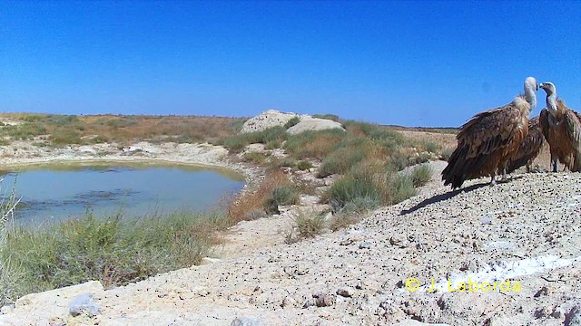 Eurasian Griffon - ML646284587